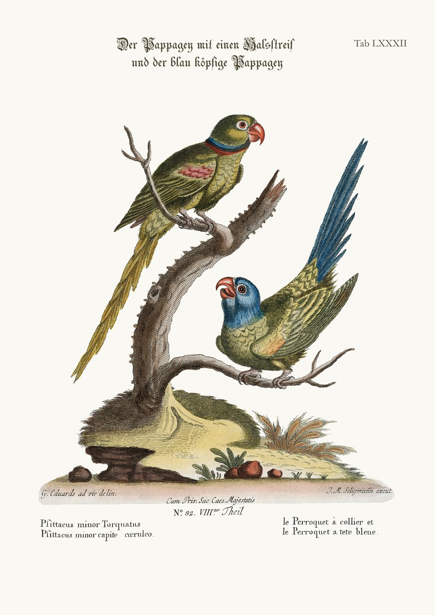 الحلقة Parrakeet ، و Parrakeet ذات الرأس الأزرق ، 1749-1773 بواسطة جورج إدواردز