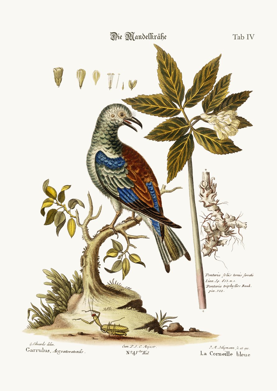 الأسطوانة ، 1749-1773 بواسطة جورج إدواردز