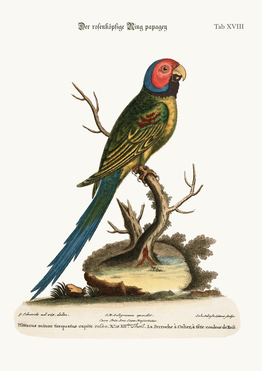 الحلقة Parrakeet ذات الورود ، 1749-1773 بواسطة جورج إدواردز