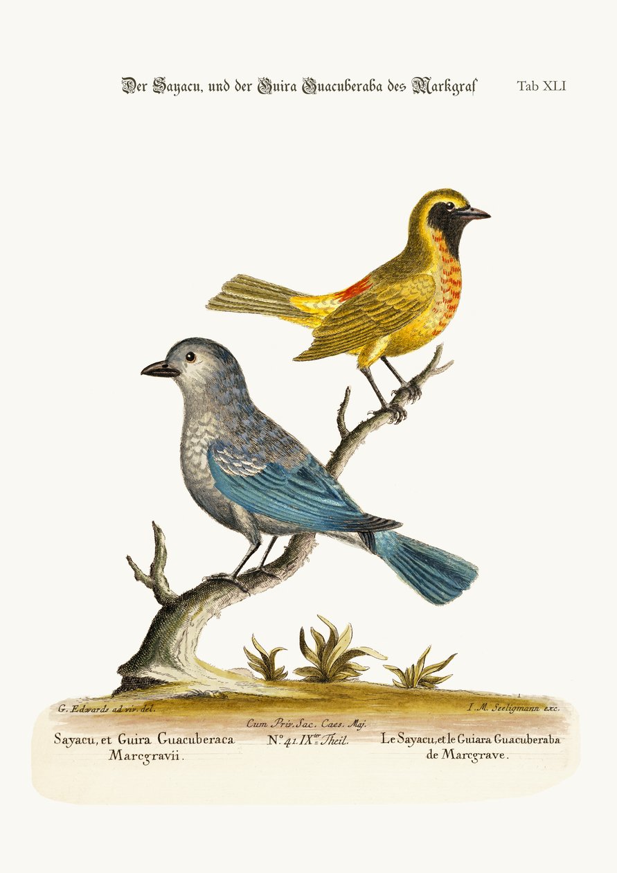 The Sayacu و ال Guira Guacuberaba من Marcgrave ، 1749-1773 بواسطة جورج إدواردز