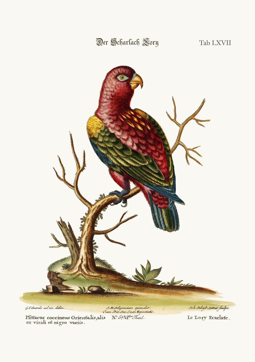القرمزي لوري ، 1749-1773 بواسطة جورج إدواردز