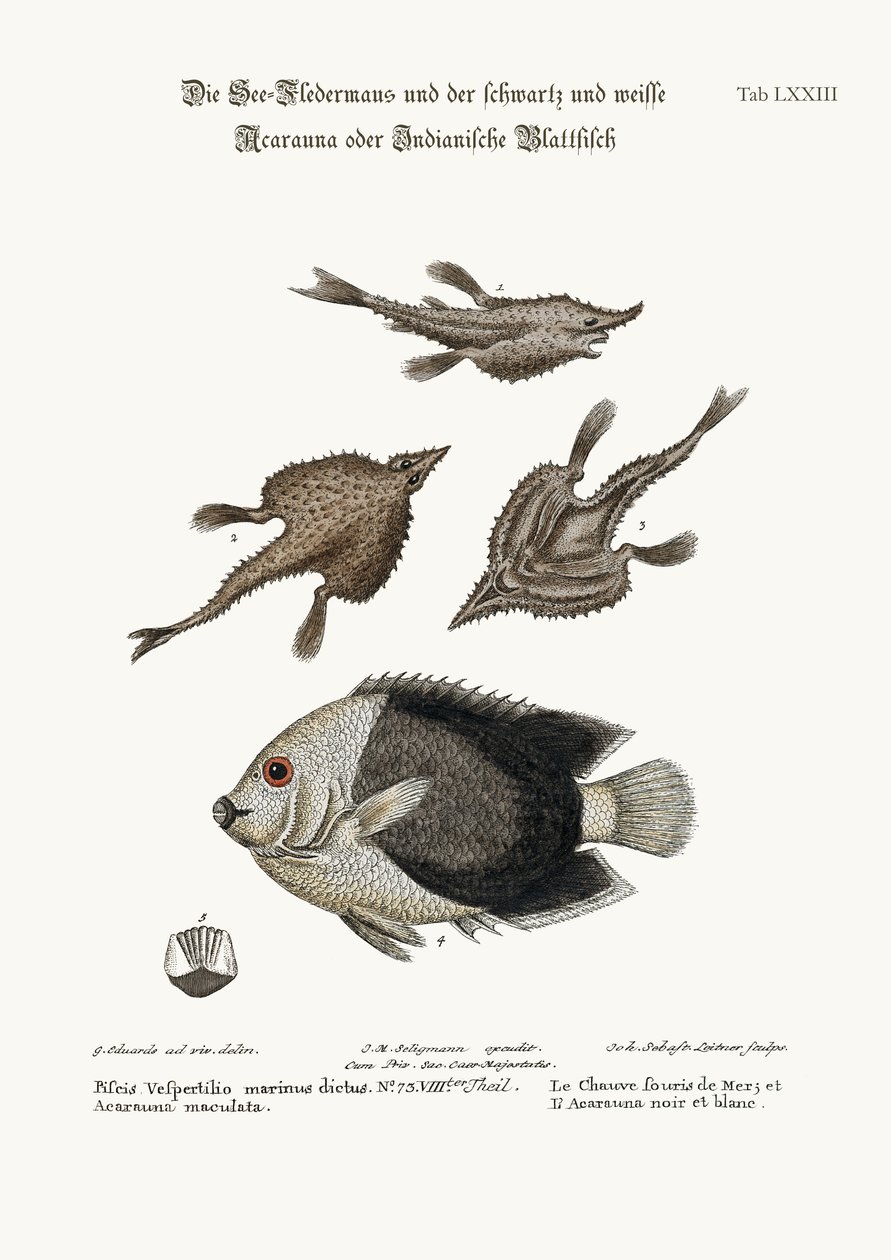 The Sea-Bat و the Pyed Acarauna ، 1749-1773 بواسطة جورج إدواردز