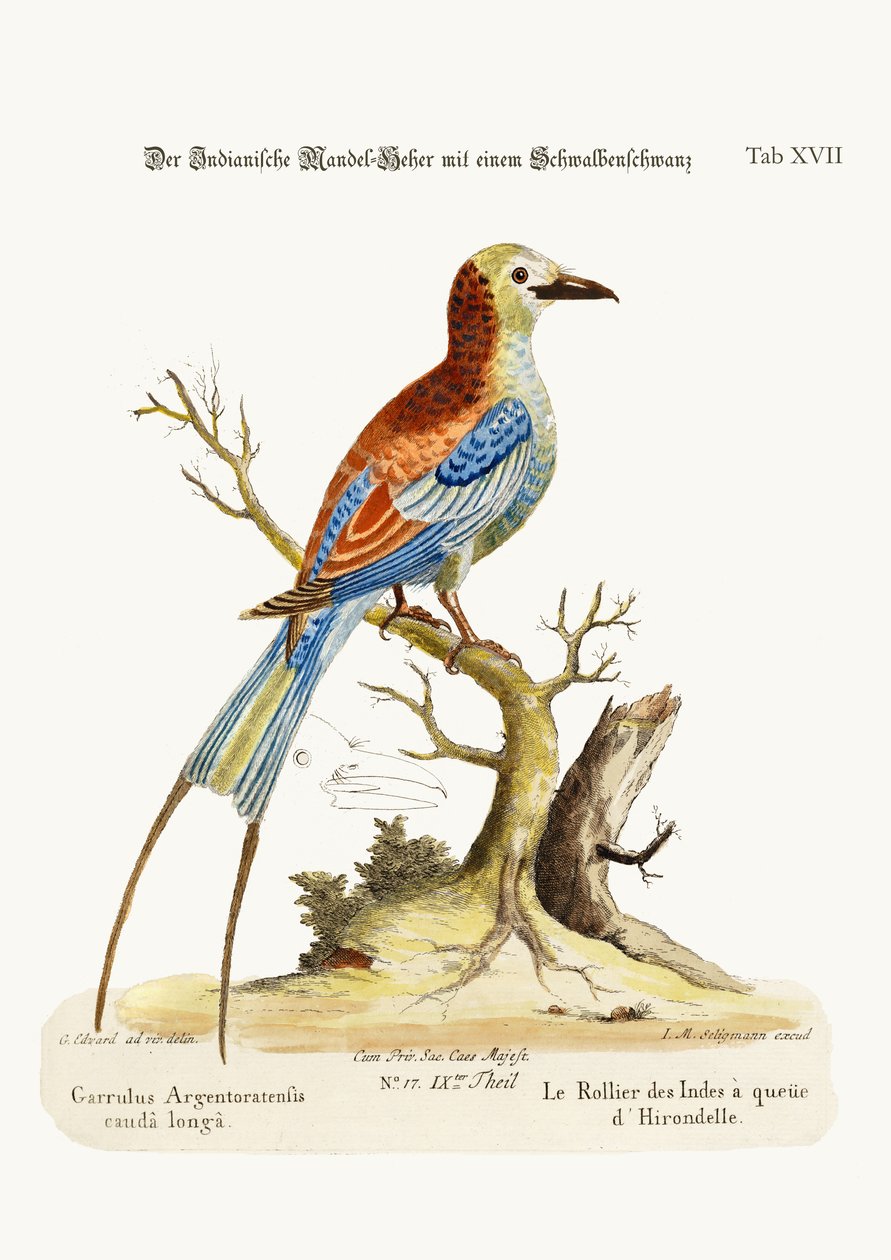 الأسطوانة الهندية ذات الذيل السنونو ، 1749-1773 بواسطة جورج إدواردز
