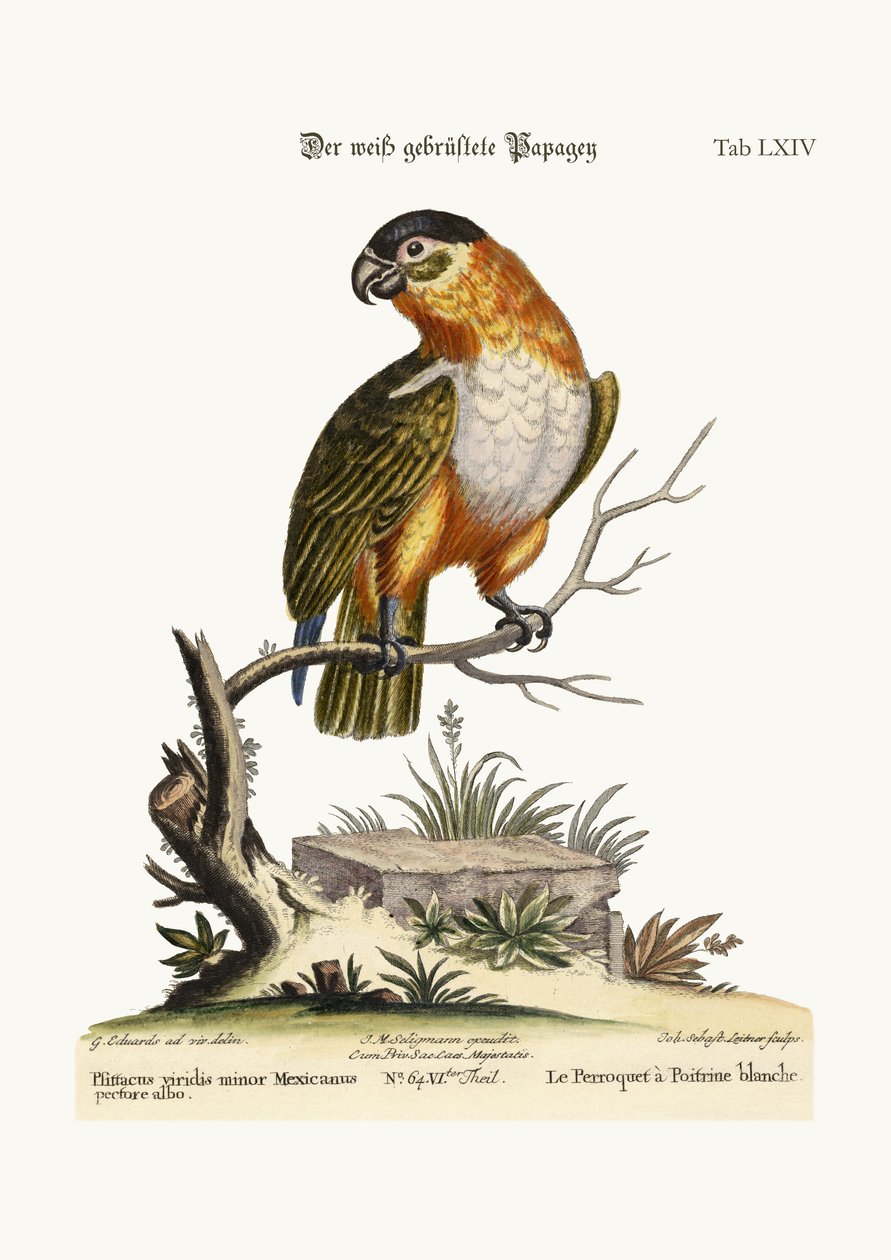 الببغاء ذو الصدر الأبيض ، 1749-1773 بواسطة جورج إدواردز