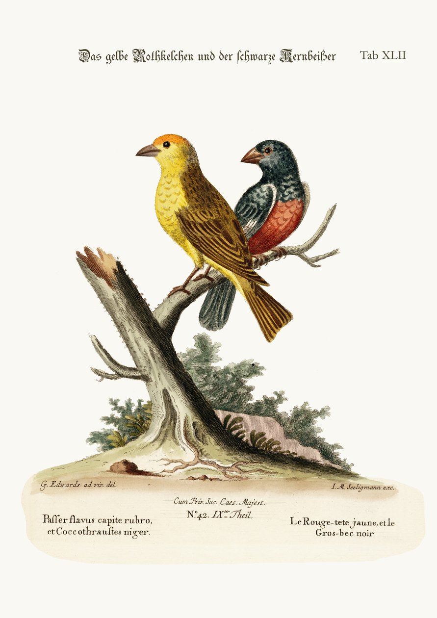 القطب الأحمر الأصفر ، ومنقار جروس الأسود ، 1749-1773 بواسطة جورج إدواردز