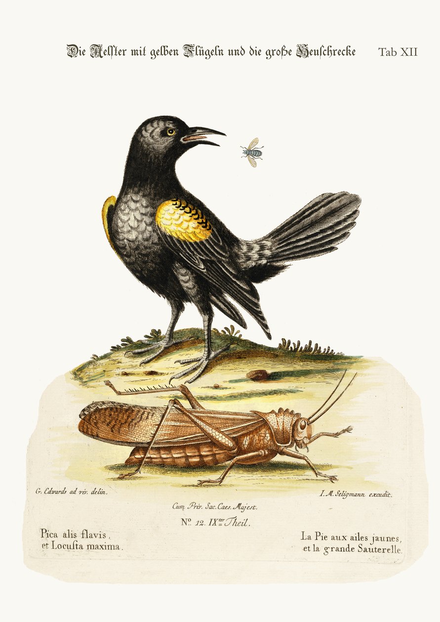 الصبغة المجنحة الصفراء والجراد الأعظم ، 1749-1773 بواسطة جورج إدواردز