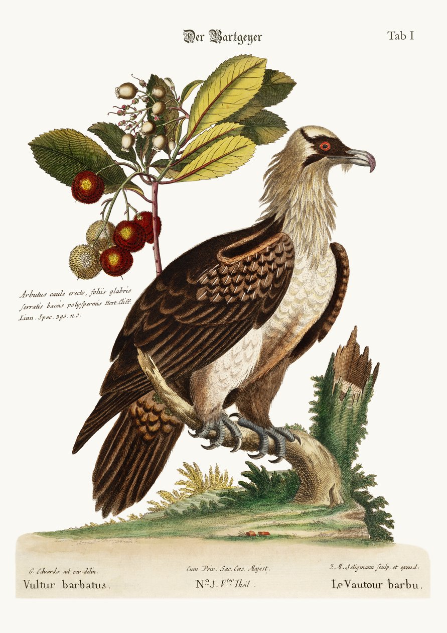 النسر الملتحي ، 1749-1773 بواسطة جورج إدواردز