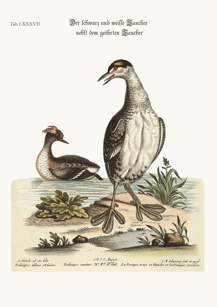 Dobchick الأسود والأبيض و Dobchick ذو الأذنين ، 1749-1773 بواسطة جورج إدواردز