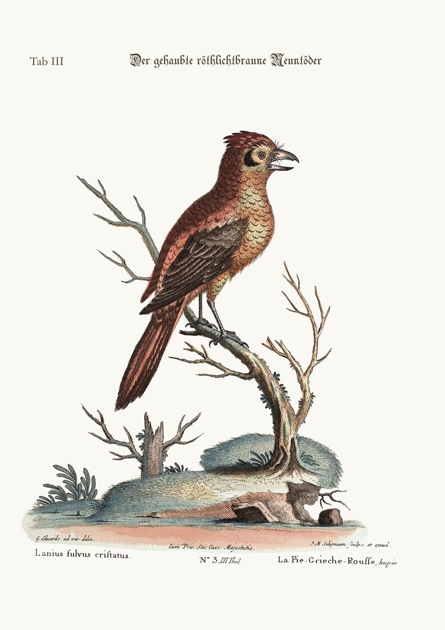 The Butcher-Bird متوج باللون الأحمر أو الروسي ، 1749-1773 بواسطة جورج إدواردز