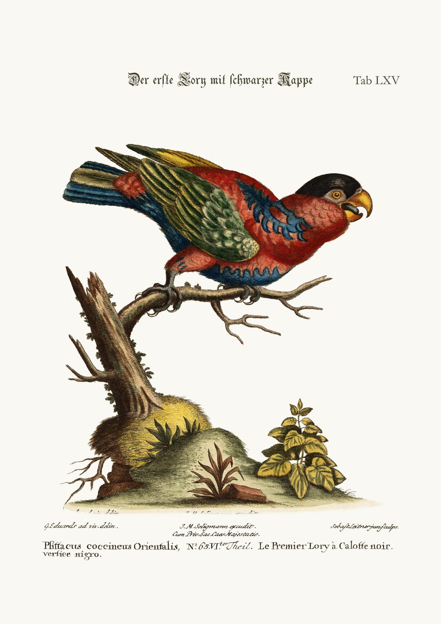أول لوري ذو غطاء أسود ، 1749-1773 بواسطة جورج إدواردز