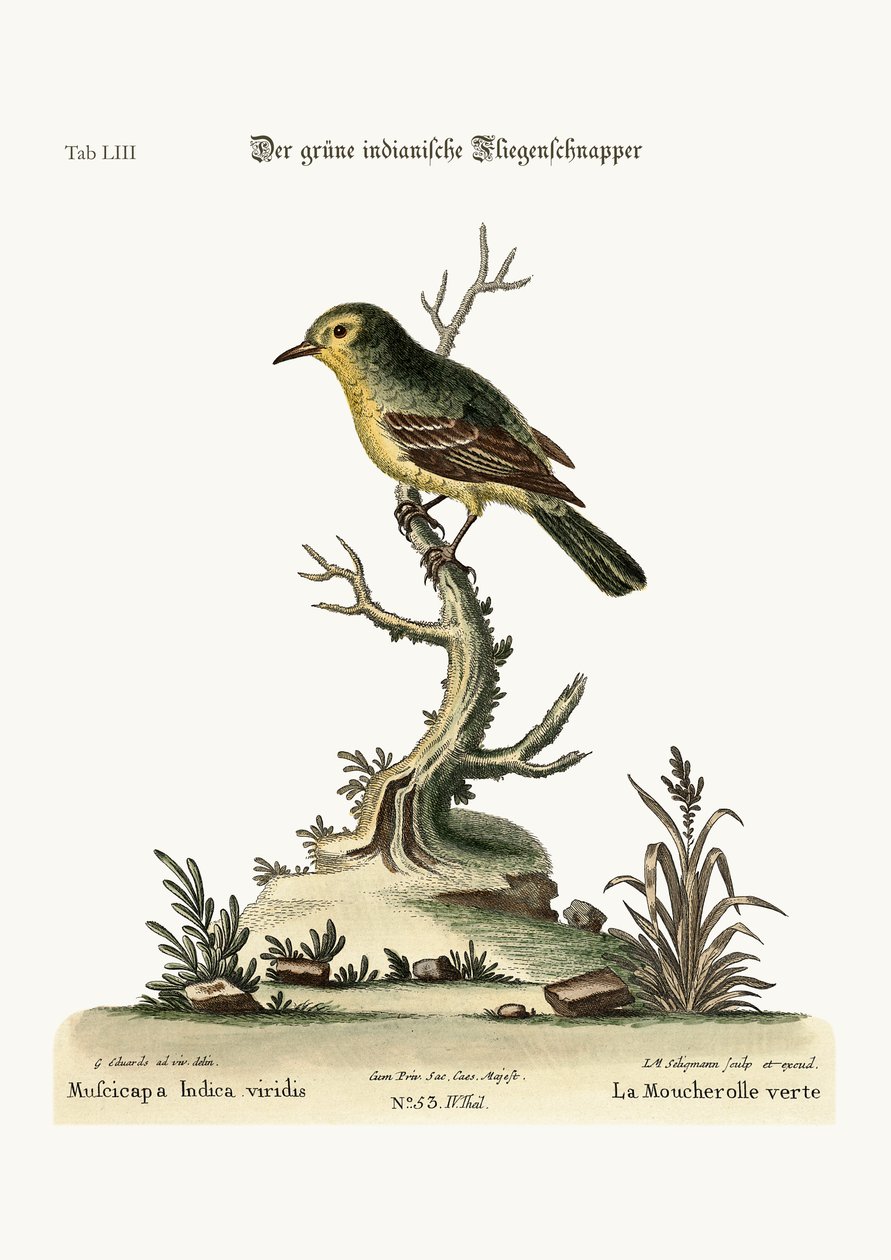 The Flycatcher الهندي الأخضر ، 1749-1773 بواسطة جورج إدواردز