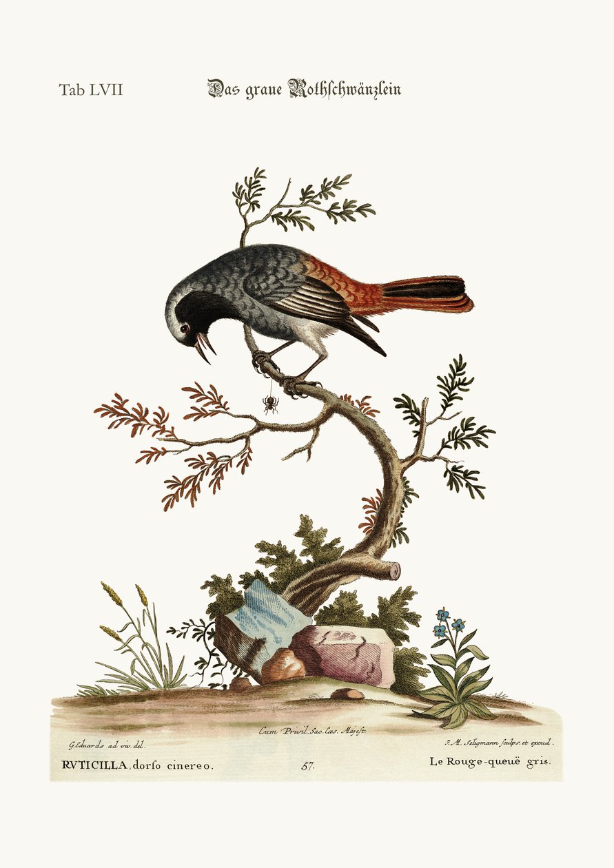 Redstart الرمادي ، 1749-1773 بواسطة جورج إدواردز