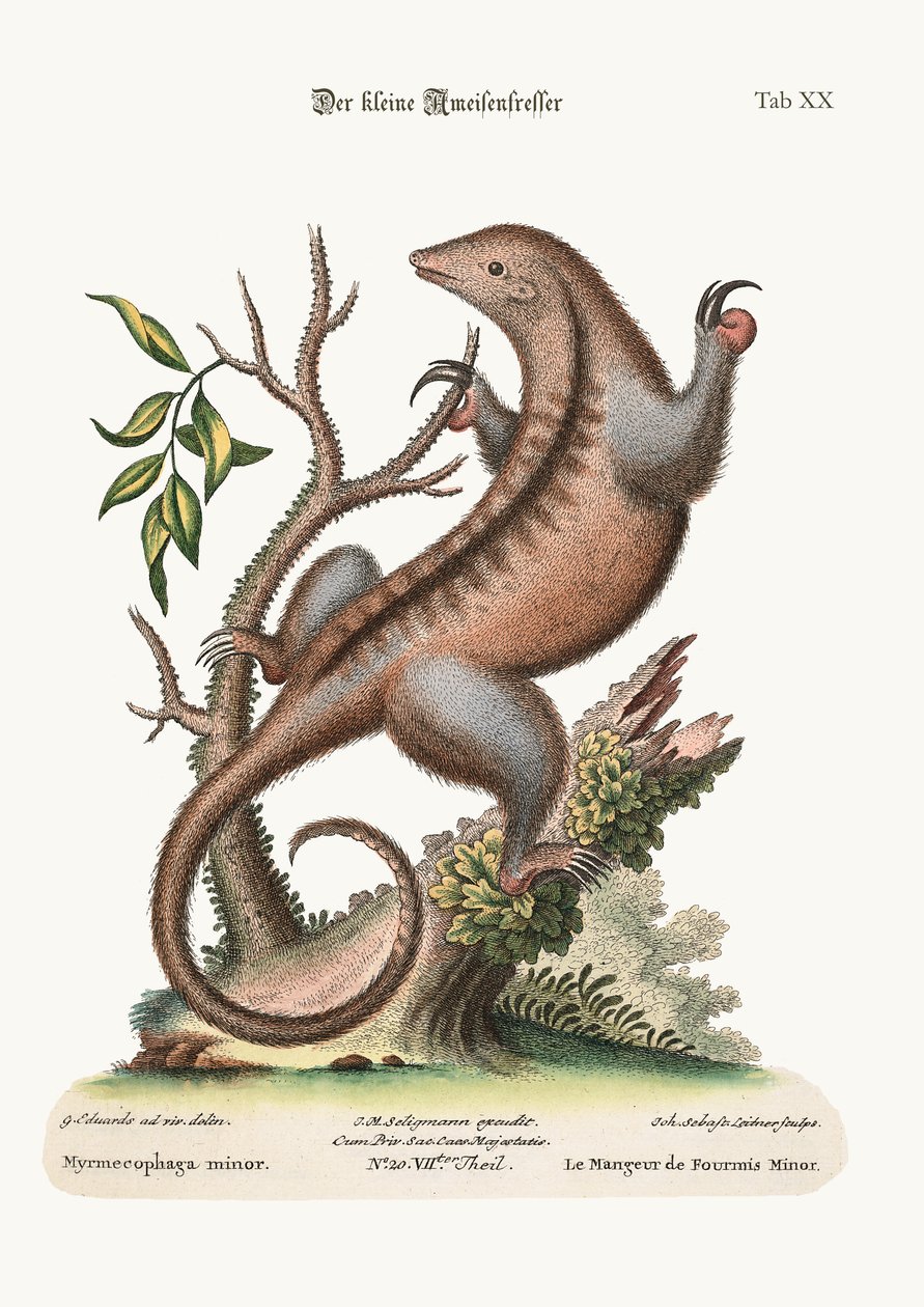 النمل الصغير الآكل ، 1749-1773 بواسطة جورج إدواردز