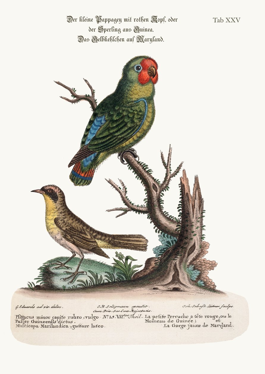 Parrakeet الصغير ذو الرأس الأحمر أو Guiney Sparrow و Maryland Yellow-Throat ، 1749-1773 بواسطة جورج إدواردز
