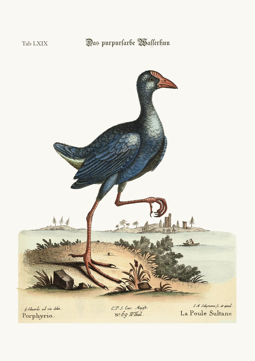 أرجواني Water-Hen ، نقش ملون 1749-1773 بواسطة جورج إدواردز