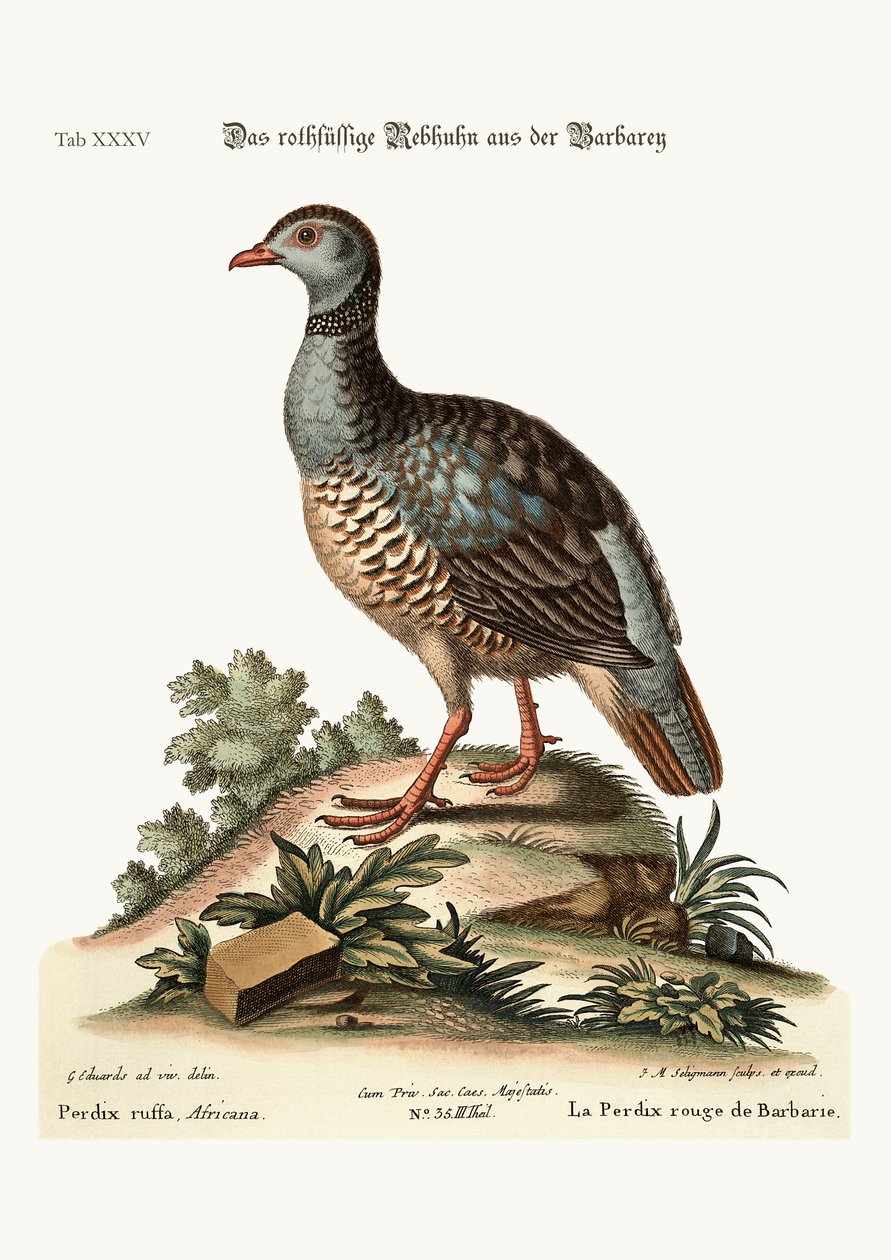 الحجل ذو الأرجل الحمراء من البربري ، 1749-1773 بواسطة جورج إدواردز