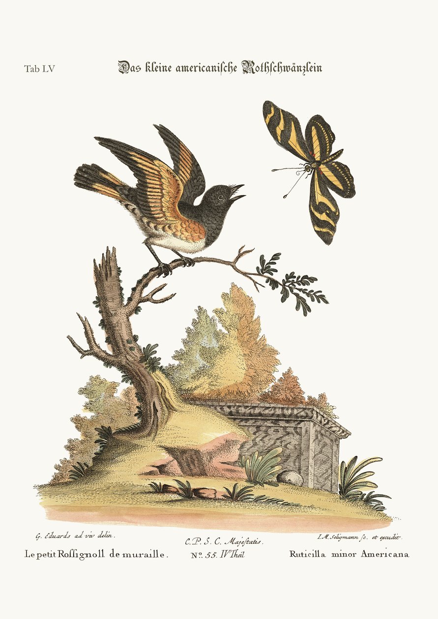 الأمريكية الصغيرة Redstart ، 1749-1773 بواسطة جورج إدواردز