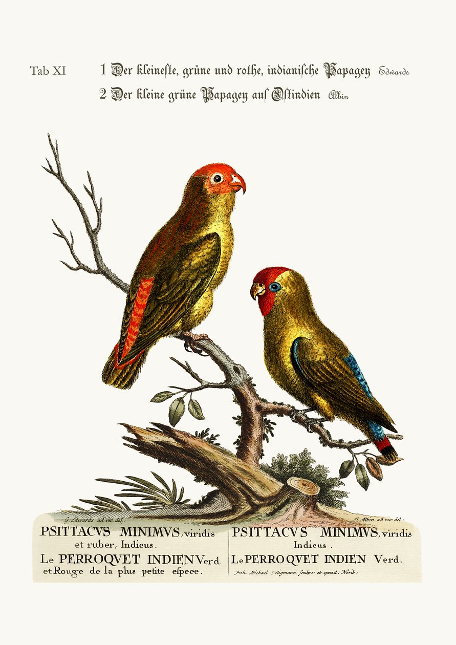 أصغر الباركيه الأخضر والأحمر الهندي. الببغاء الأخضر الصغير في شرق الهند ، 1749-1773 بواسطة جورج إدواردز