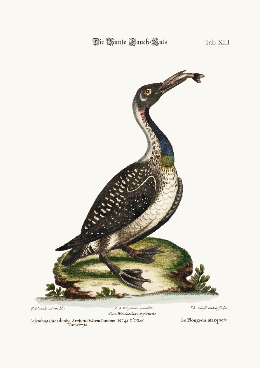الغواص أو Loon ، 1749-1773 بواسطة جورج إدواردز