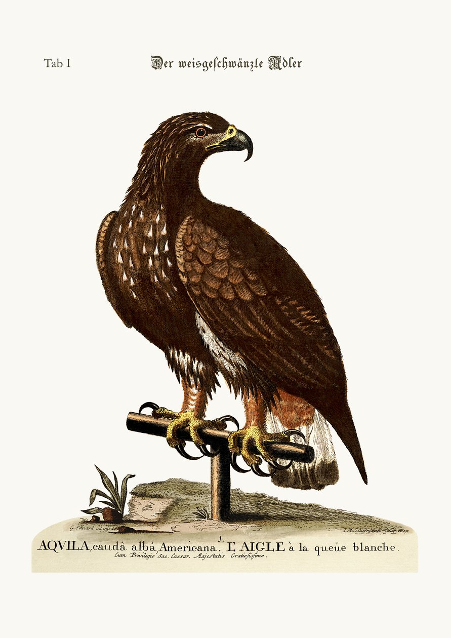 النسر الأبيض الذيل ، 1749-1773 بواسطة جورج إدواردز