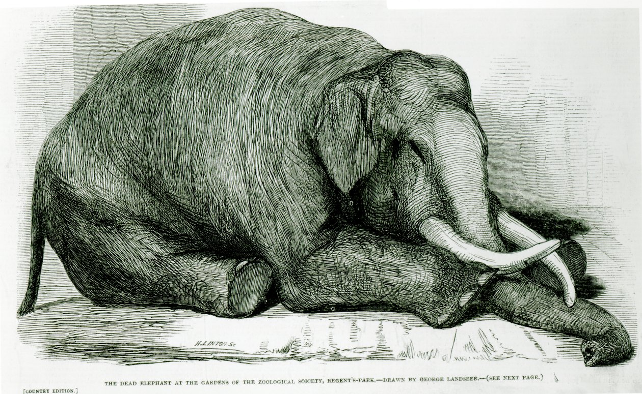 The Dead Elephant at the Gardens of the Zoological Society، Regents Park، from &39;The London Illustrated News&39; بواسطة جورج لاندسير