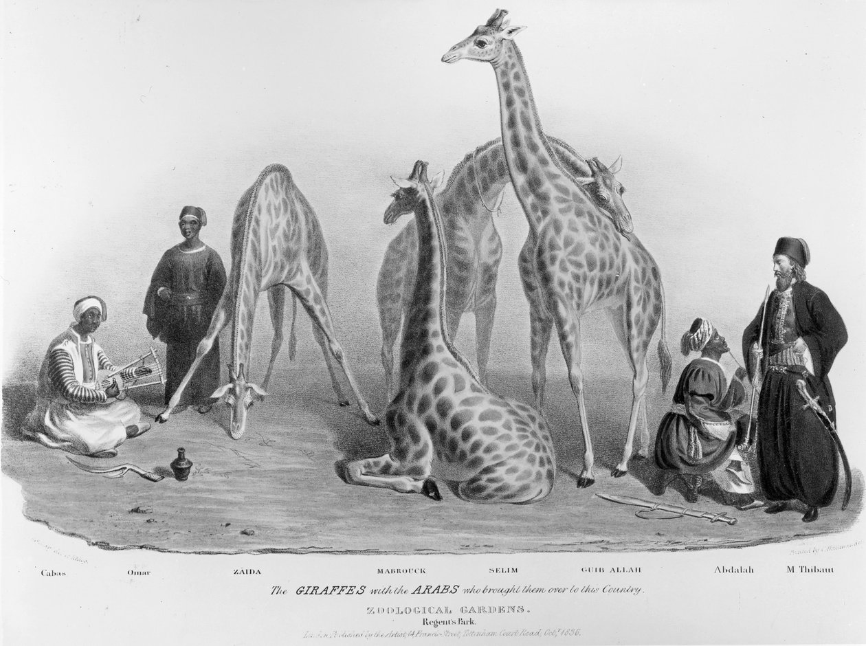 الزرافات مع العرب الذين أحضروهم إلى هذا البلد ، حدائق الحيوان ، حديقة ريجنت ، 1836 بواسطة جورج سنر شارب