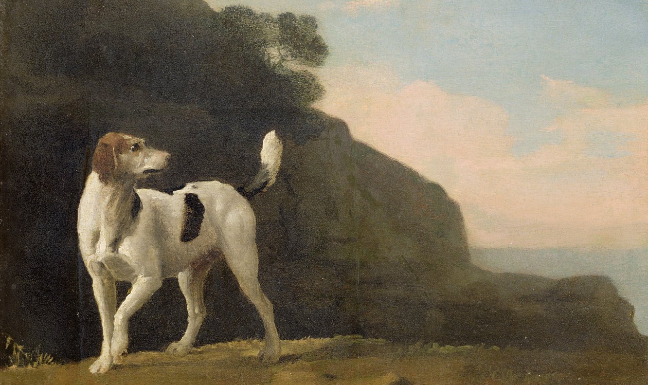 A Foxhound، c.1760 (زيت على ورق موضوع على ظهر السفينة) بواسطة جورج ستابس