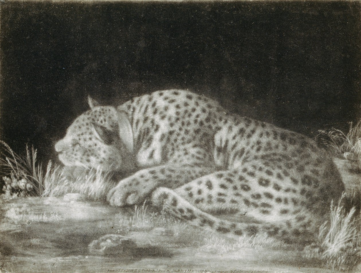 A Tyger (A Sleeping Cheetah) (mezzotint) بواسطة جورج ستابس