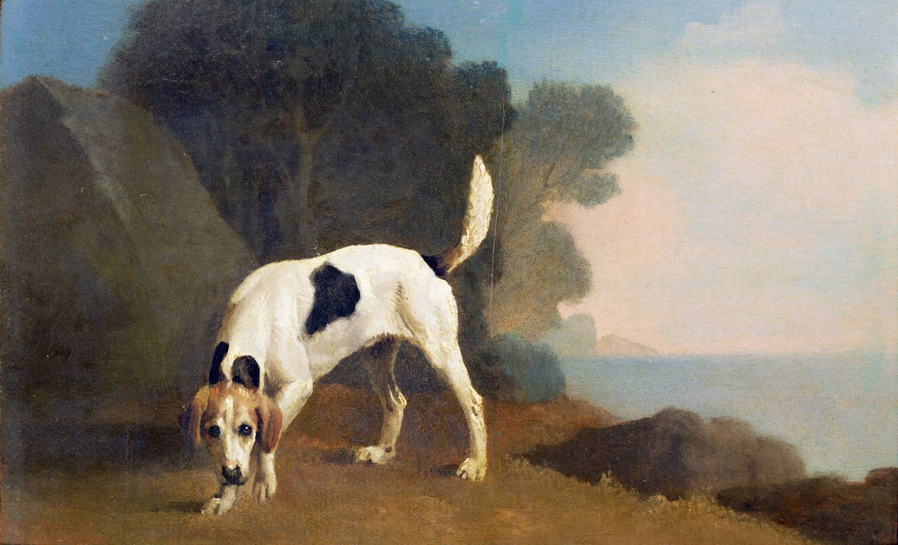 Foxhound on the Scent ، c.1760 (زيت على ورق موضوع على متن) بواسطة جورج ستابس