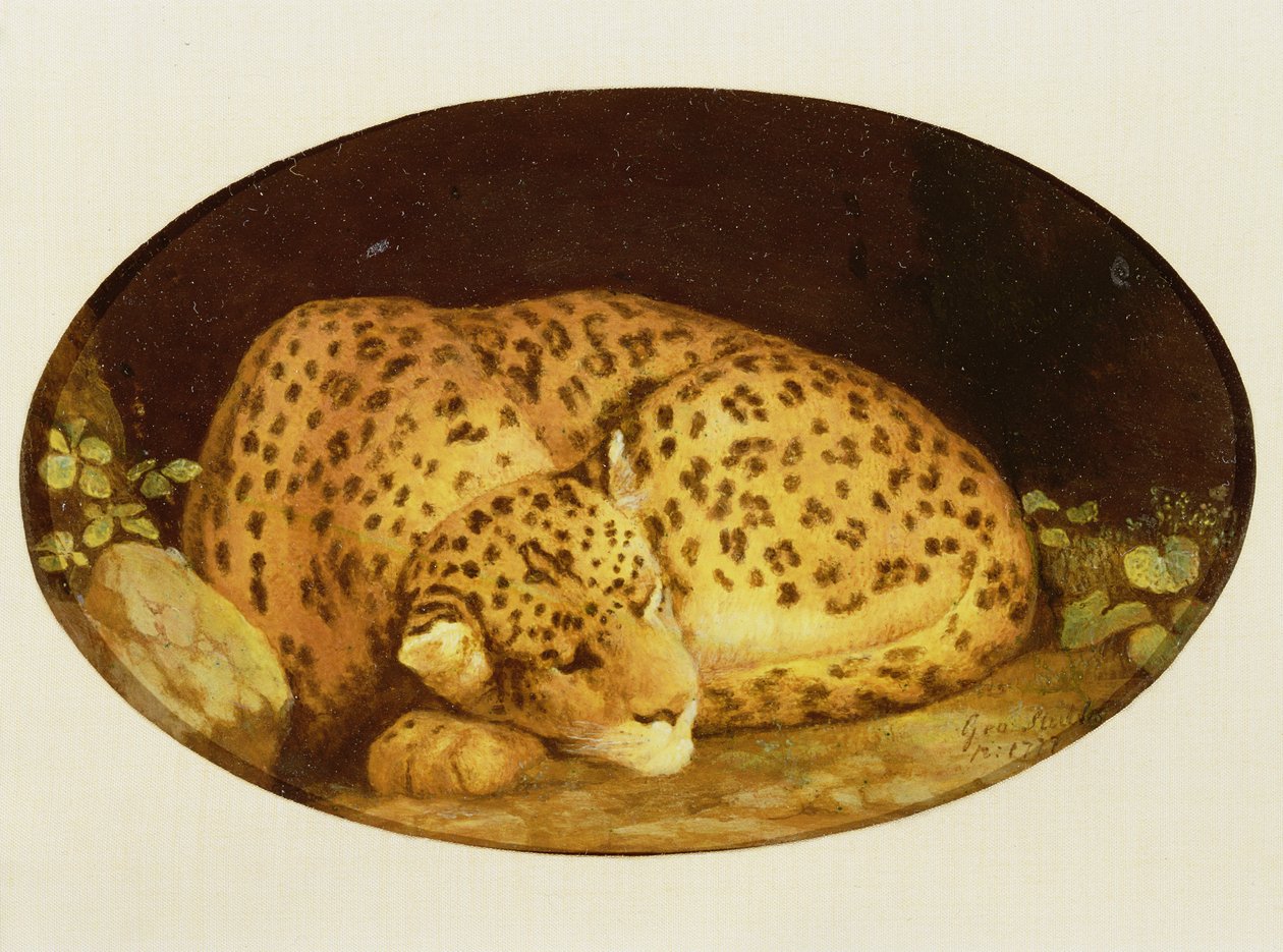 Sleeping Leopard ، 1777 (مينا على آنية بسكويت ويدجوود) بواسطة جورج ستابس