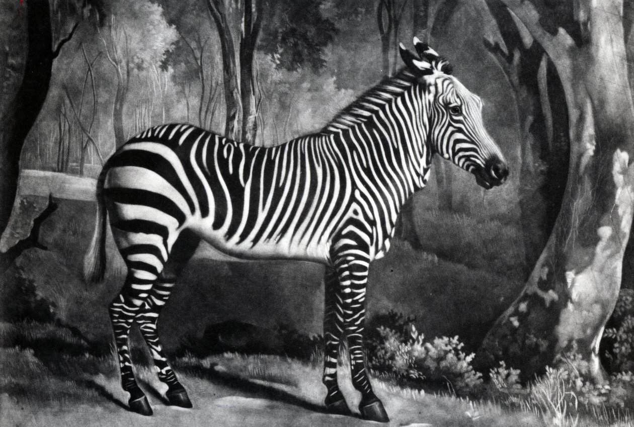 The Sebra ، أو Wild Ass ، منقوش بواسطة George Townley Stubbs ، 1771 (mezzotint) بواسطة جورج ستابس