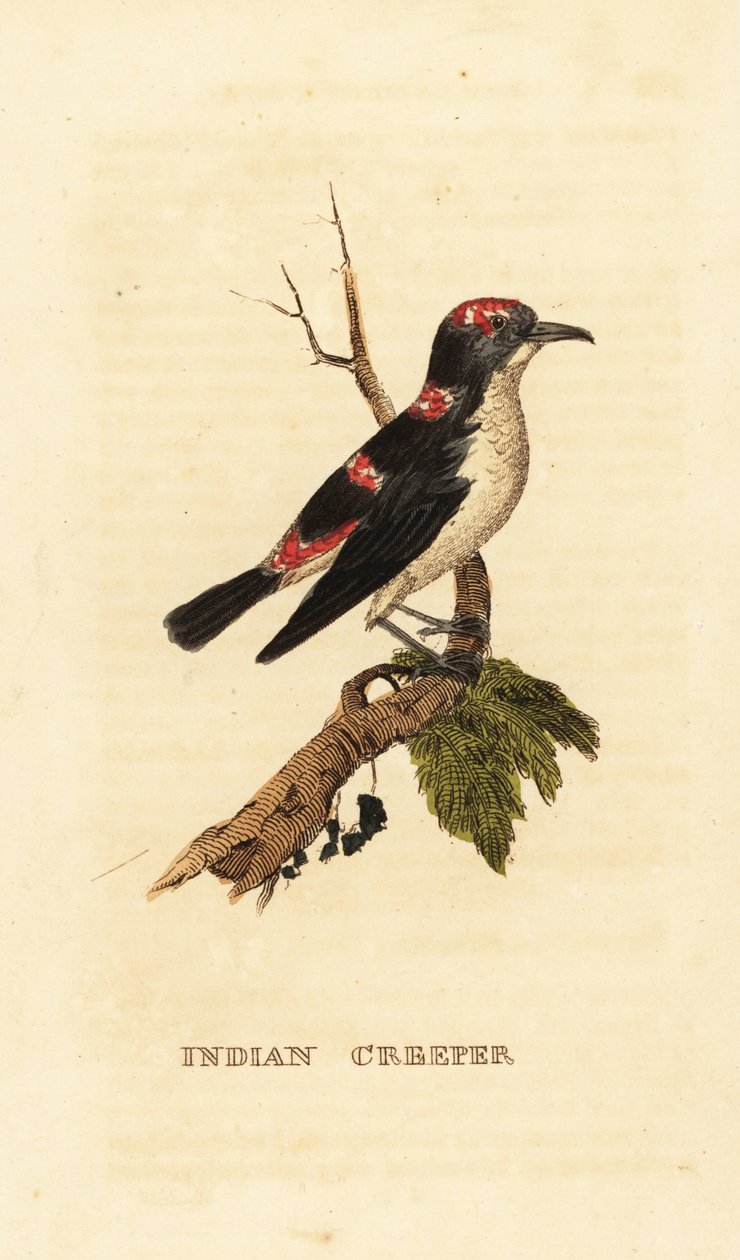 American treecreeper or brown creeper, Certhia americana بواسطة جورج (بعد) إدواردز
