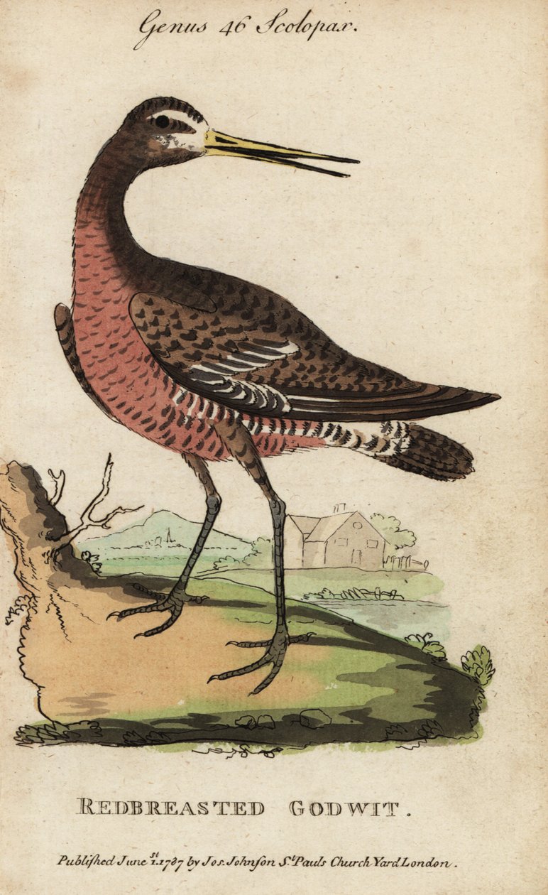 Godwit أسود الذيل أو Godwit أحمر الصدر ، ليموزا ليموزا بواسطة جورج (بعد) إدواردز