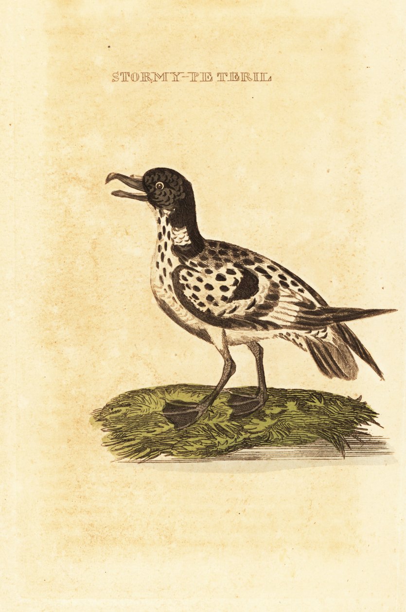 طائر النوء بواسطة جورج (بعد) إدواردز