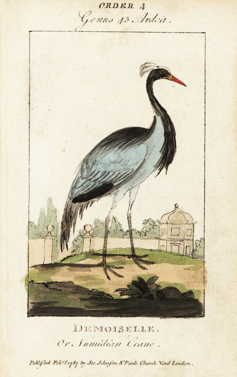 Demoiselle or Numidian crane ، Grus virgo بواسطة جورج (بعد) إدواردز