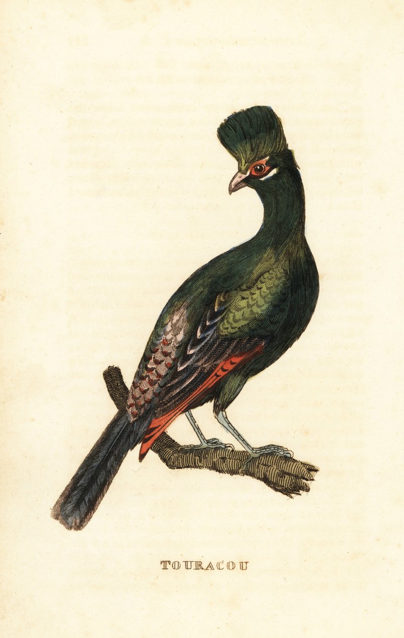 غينيا Turaco أو Turaco الأخضر ، Tauraco persa بواسطة جورج (بعد) إدواردز
