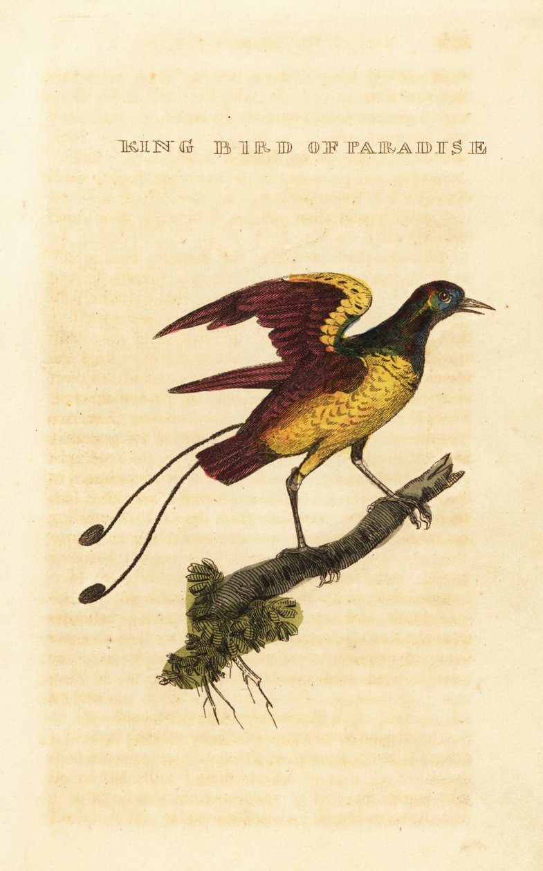 ملك طائر الجنة ، Cicinnurus regius بواسطة جورج (بعد) إدواردز
