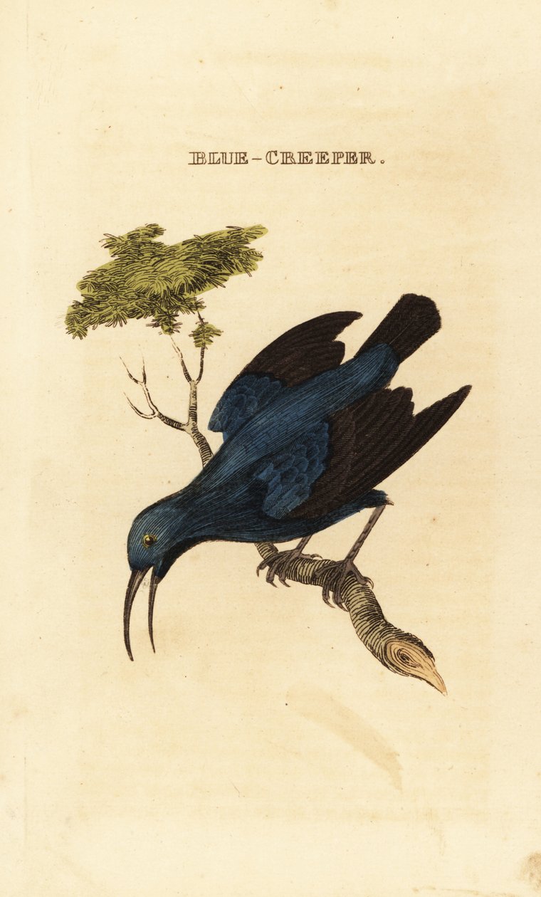العسل الأرجواني ، Cyanerpes caeruleus بواسطة جورج (بعد) إدواردز