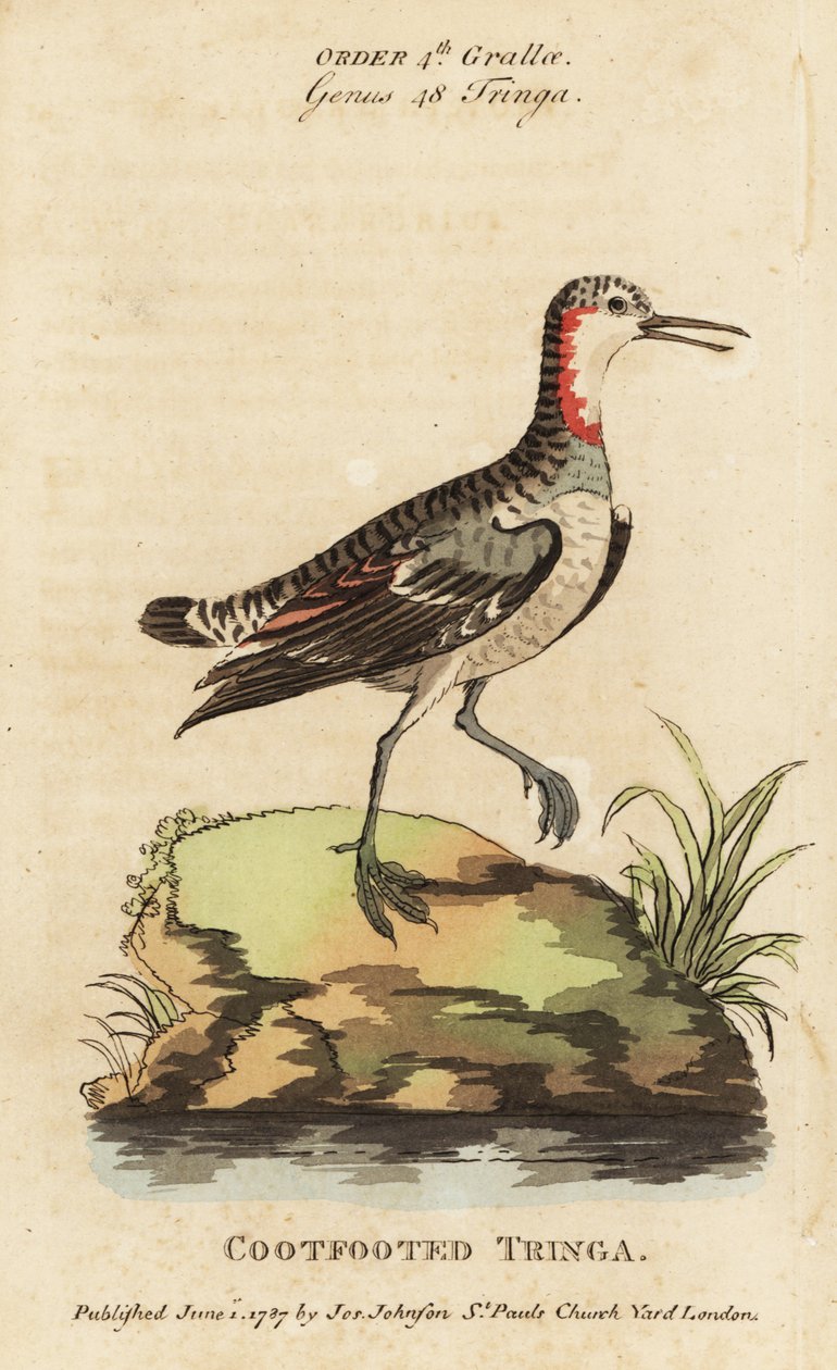 الفالروب ذو العنق الأحمر ، Phalaropus lobatus (Coot-footed tringa ، Tringa rufra canadensis) بواسطة جورج (بعد) إدواردز