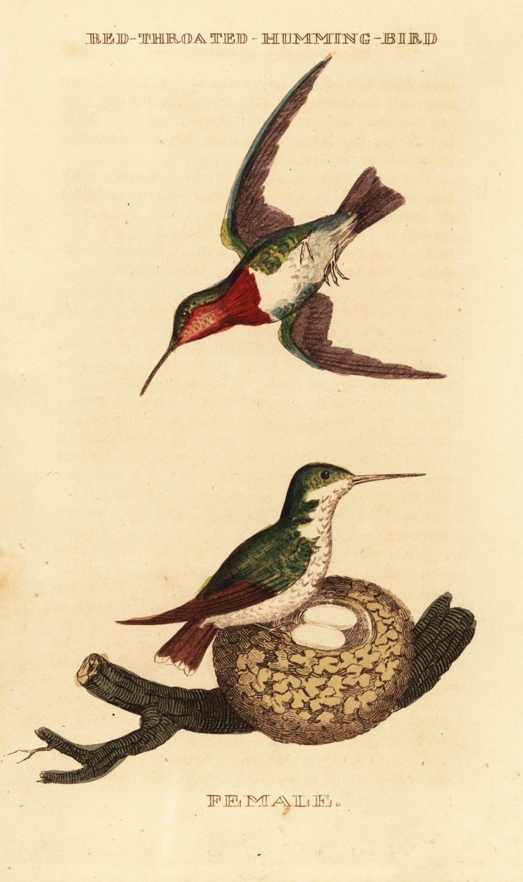الطائر الطنان روبي الحلق ، Archilochus colubris بواسطة جورج (بعد) إدواردز