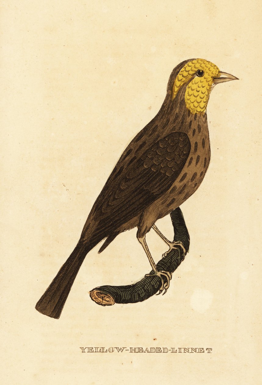 grosbeak الأصفر ، Pheucticus chrysopeplus بواسطة جورج (بعد) إدواردز