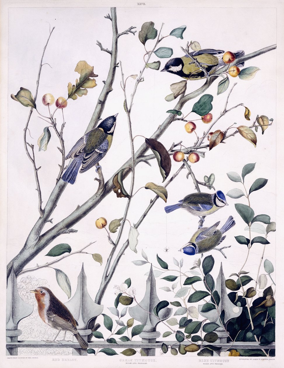 صدر أحمر (روبن) ، قرقف عظيم (ذكر وأنثى) وقرقف أزرق (ذكر وأنثى) ، حوالي عام 1841 (نقش ملون يدويًا) بواسطة جورج (بعد) شيلد
