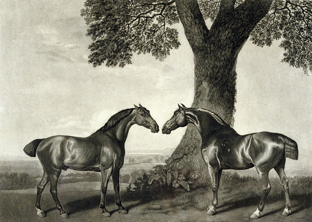 Two Hunters, engraved by G.T. Stubbs (bap.1748-c.1815) (litho) (see also 266802) بواسطة جورج (بعد) ستابس