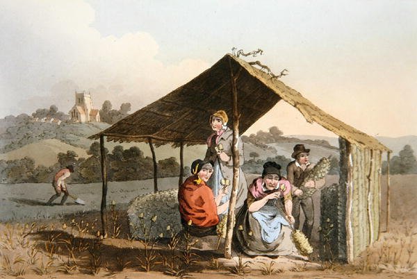 حقل Teazle ، من "زي يوركشاير" نقش بواسطة روبرت هافيل (1769-1832) 1814 (ليثو ملون) بواسطة جورج (بعد) ووكر