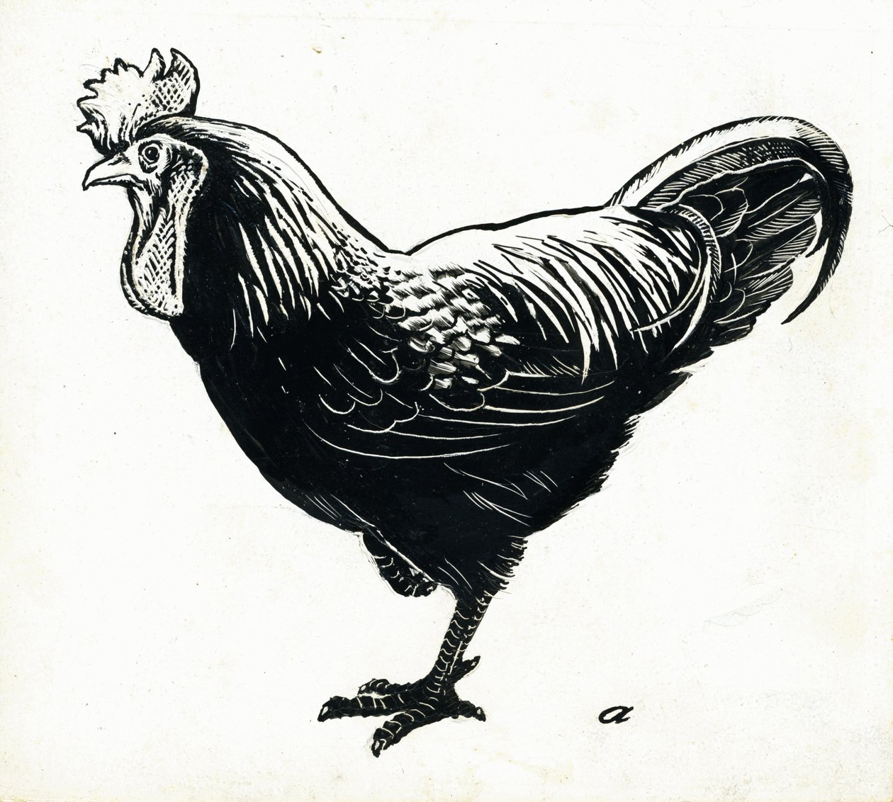 الدجاجة ، 1950s (scraperboard) بواسطة جورج آدمسون
