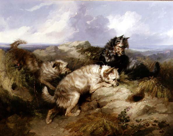 A Dandy Dinmont و Two Cairns Rabbiting (زيت على قماش) بواسطة جورج أرمفيلد