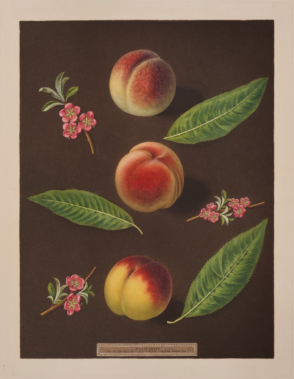 Chancellor, Catherine and the Old Newington peaches (colour litho) بواسطة جورج بروكشو