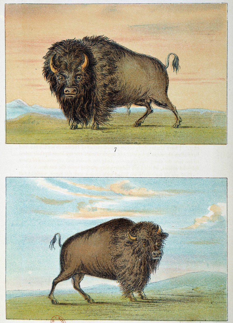 بيسون ، ذكر وأنثى ، الولايات المتحدة. رسم جورج كاتلين (1794-1872) بواسطة جورج كاتلين