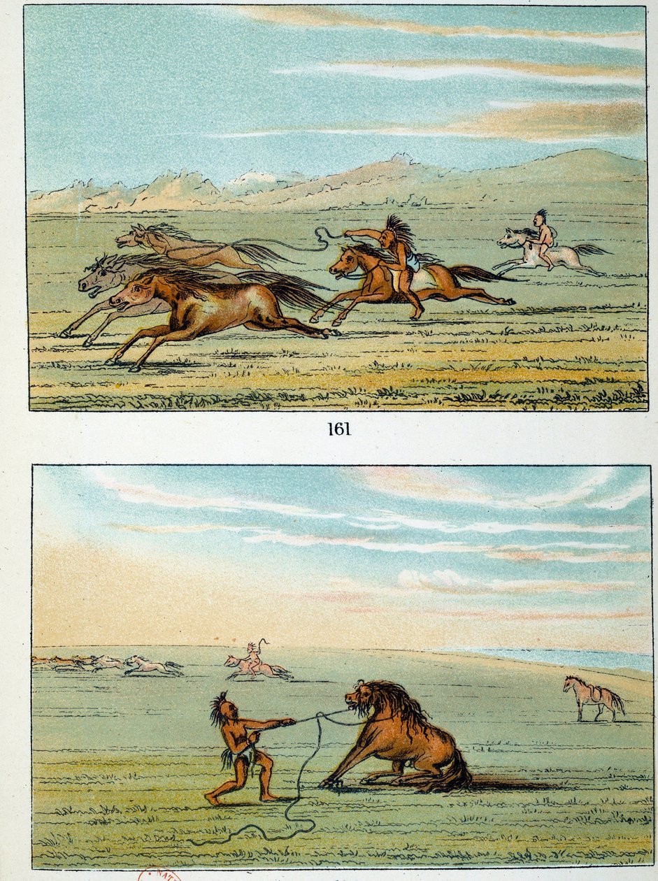 هنود أمريكا: كيفية اصطياد الخيول البرية. رسم جورج كاتلين (1794-1872) بواسطة جورج كاتلين