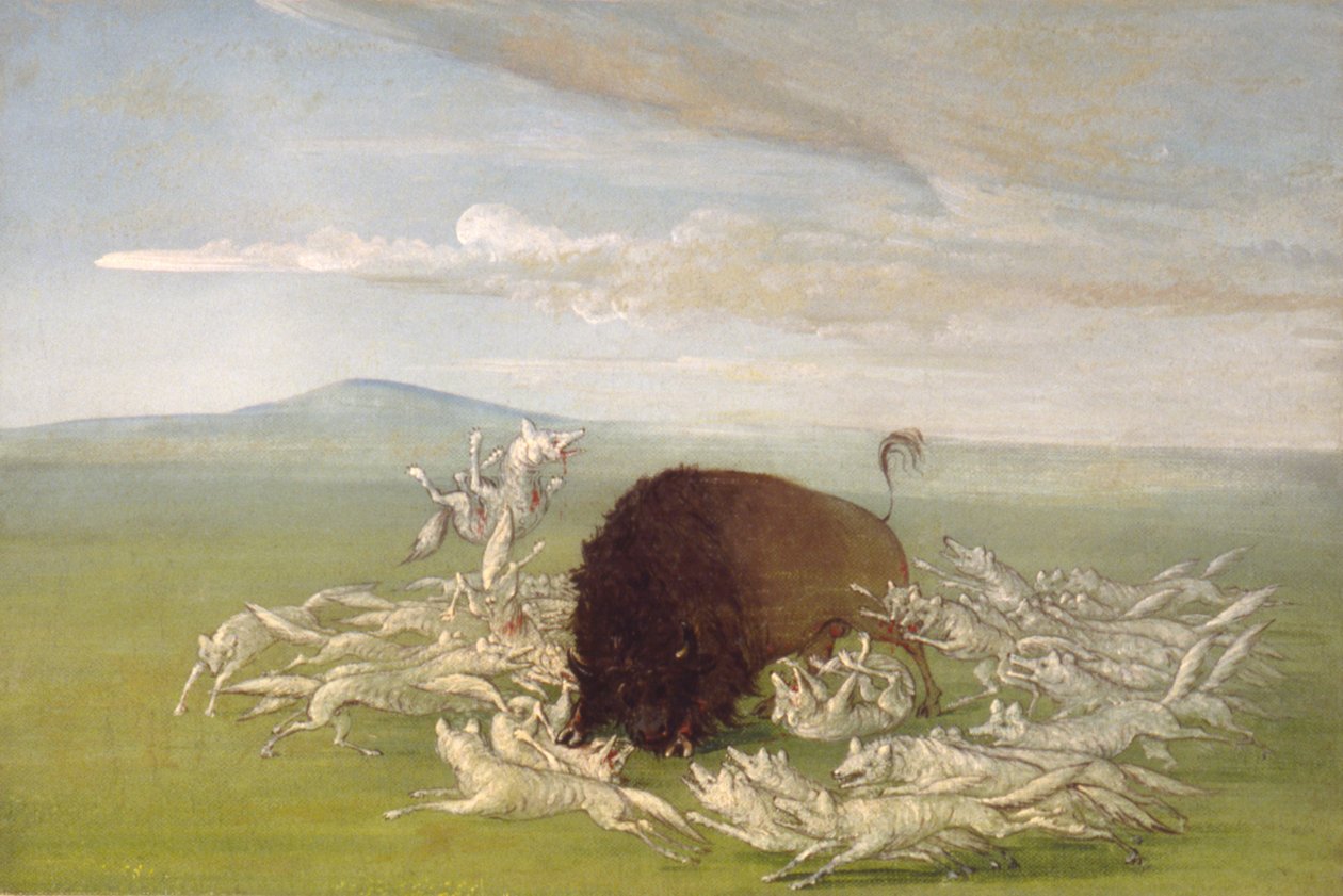 الذئاب البيضاء تهاجم ثور الجاموس ، 1832-1833. بواسطة جورج كاتلين